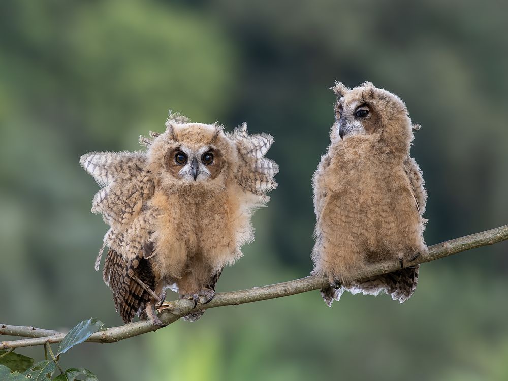 Photograph by Fernando Burgalin Sequeira