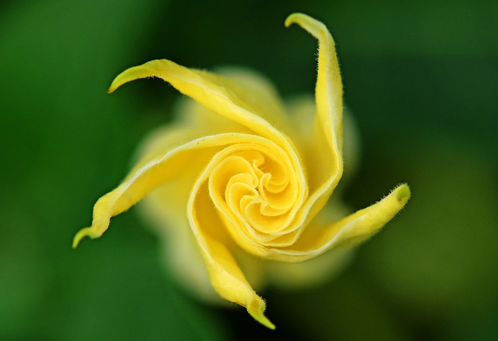 Photograph by CHINMOY BISWAS