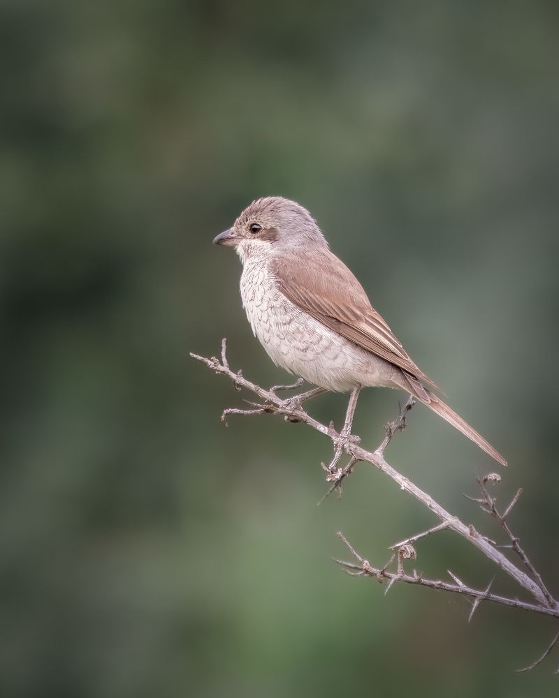 Photograph by Tatiana Alieva