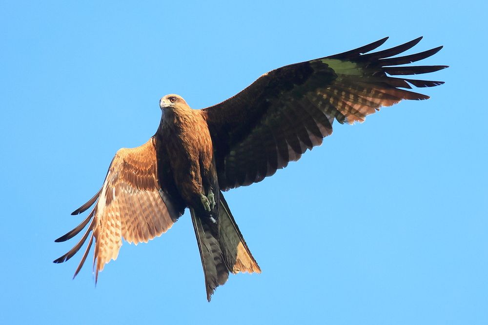 Властелин неба