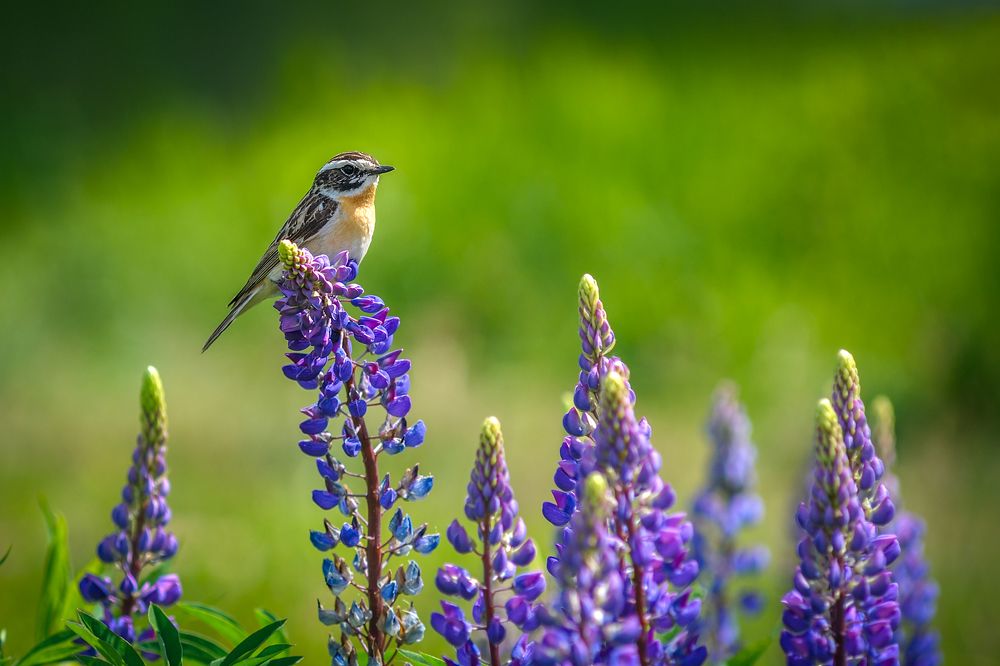Photograph by Андрей Стрельников