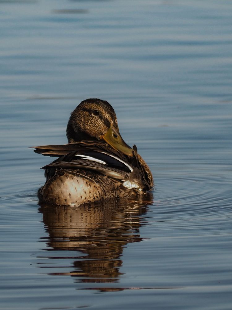 Photograph by Екатерина Ромадановская