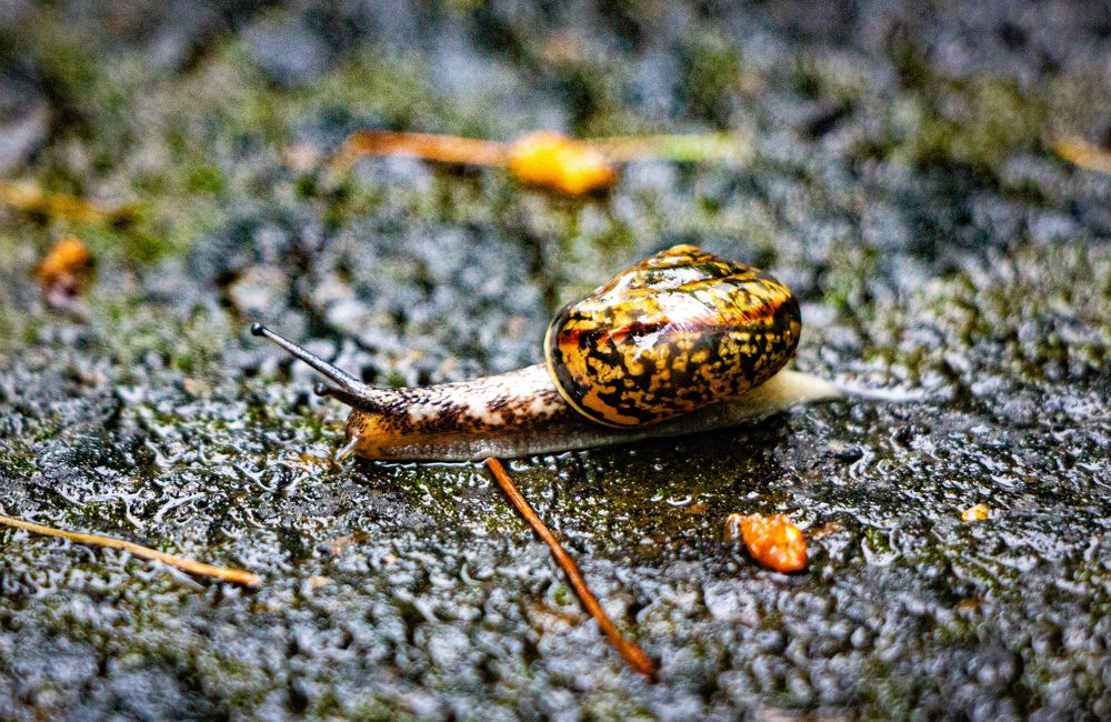 Photograph by Владимир Сушкин