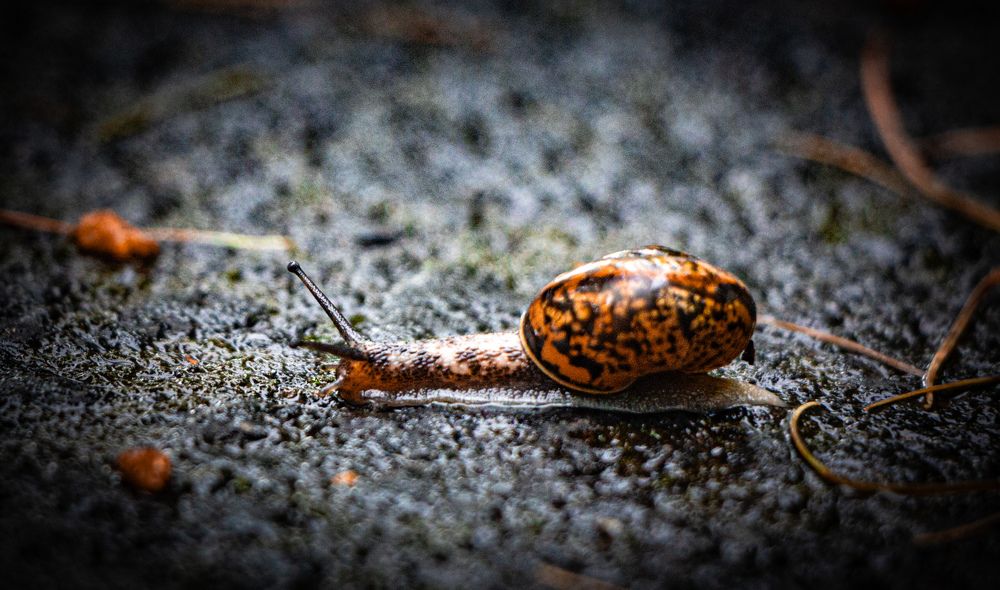 Photograph by Владимир Сушкин