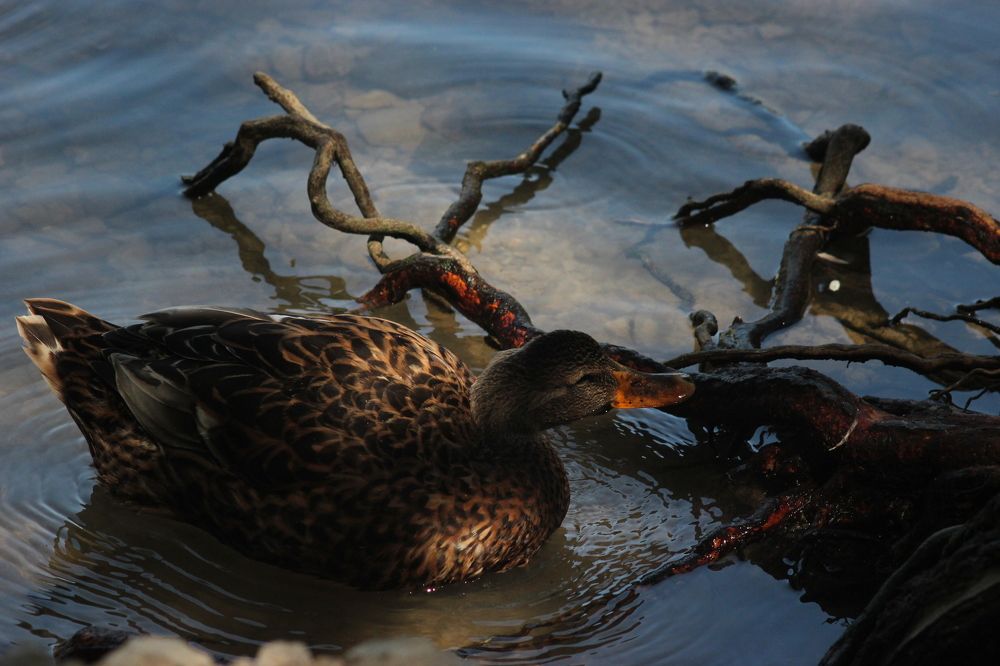 Photograph by Anastasia Kodatenko