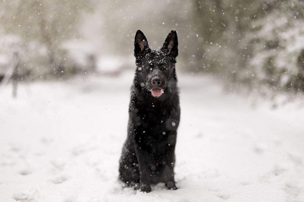 Фотография автора Александр