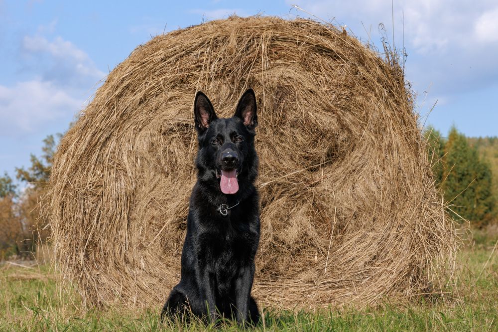 Фотография автора Александр