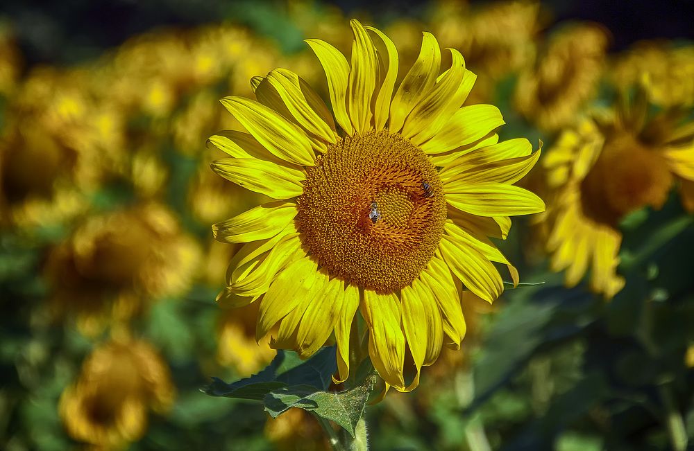 Фотография автора Александр