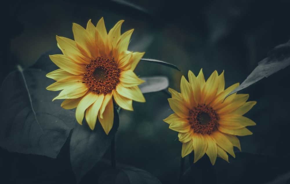 Photograph by Ольга Глущенко