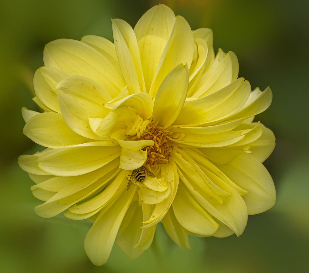 Георгина помпонная