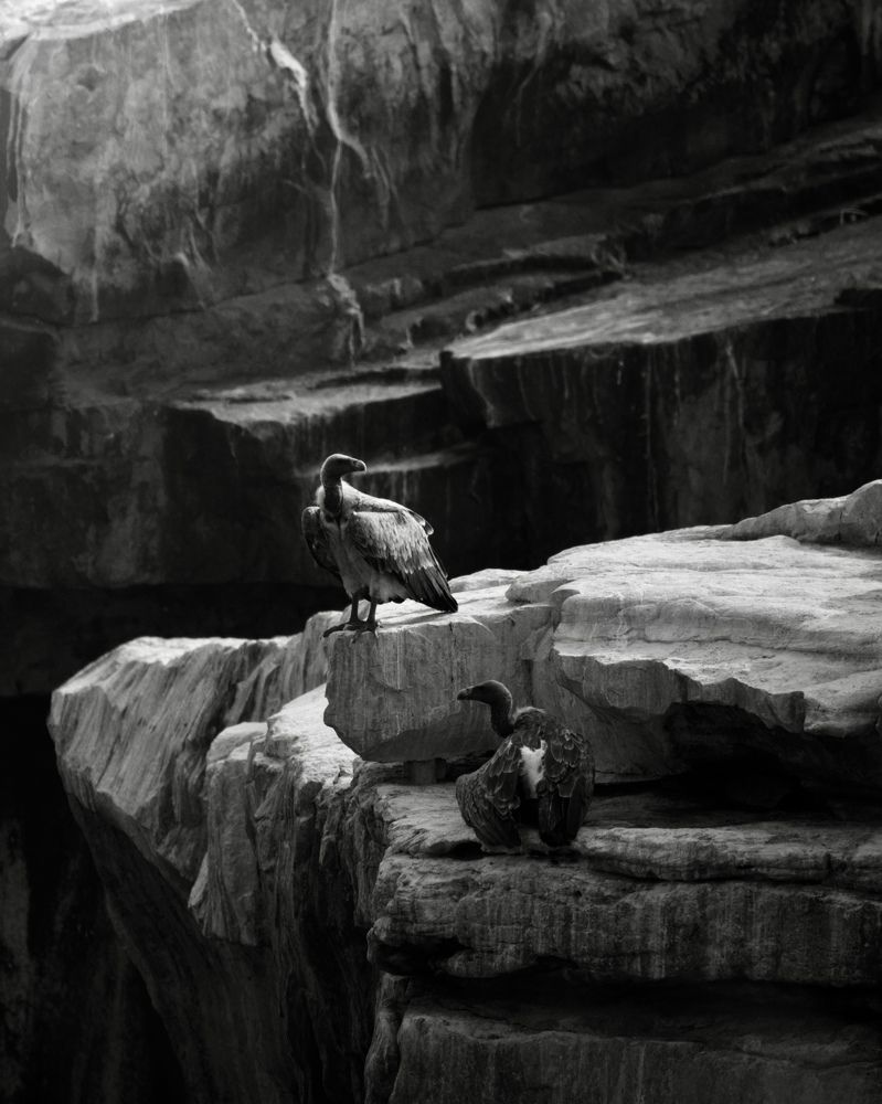 Фотография автора Aryaman Dhiman