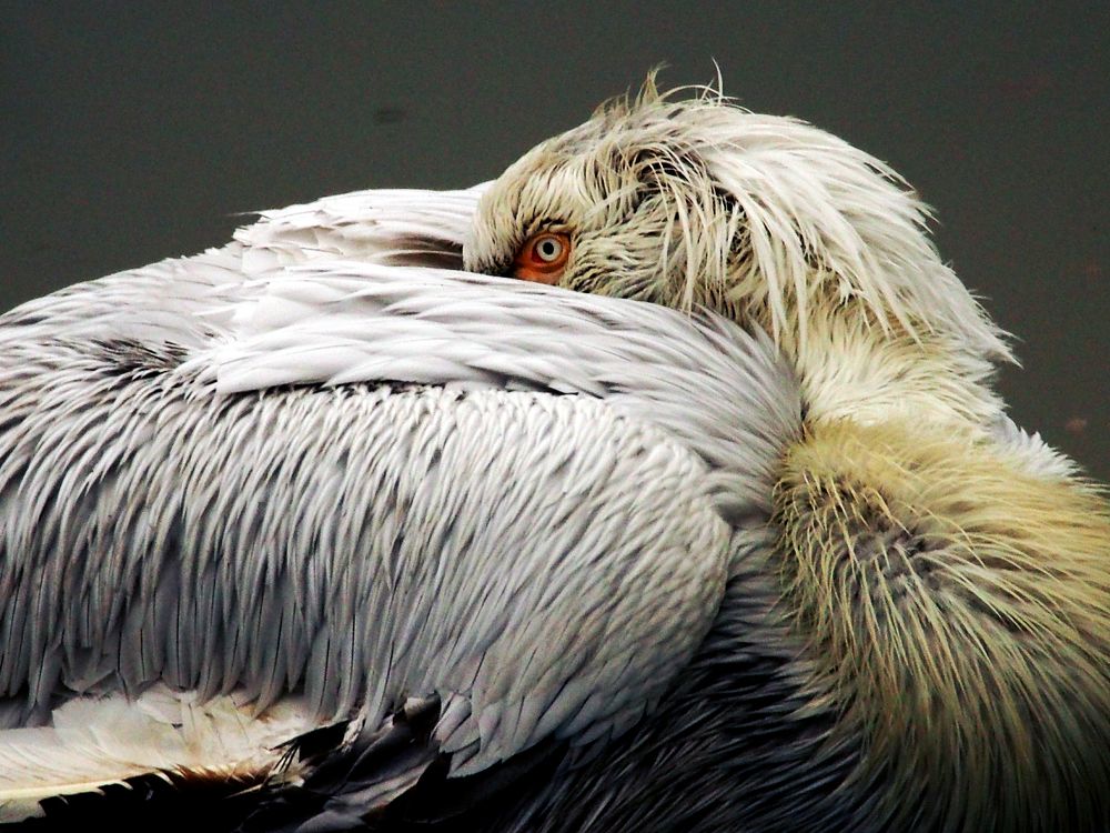 Photograph by Abdolreza Aleagha