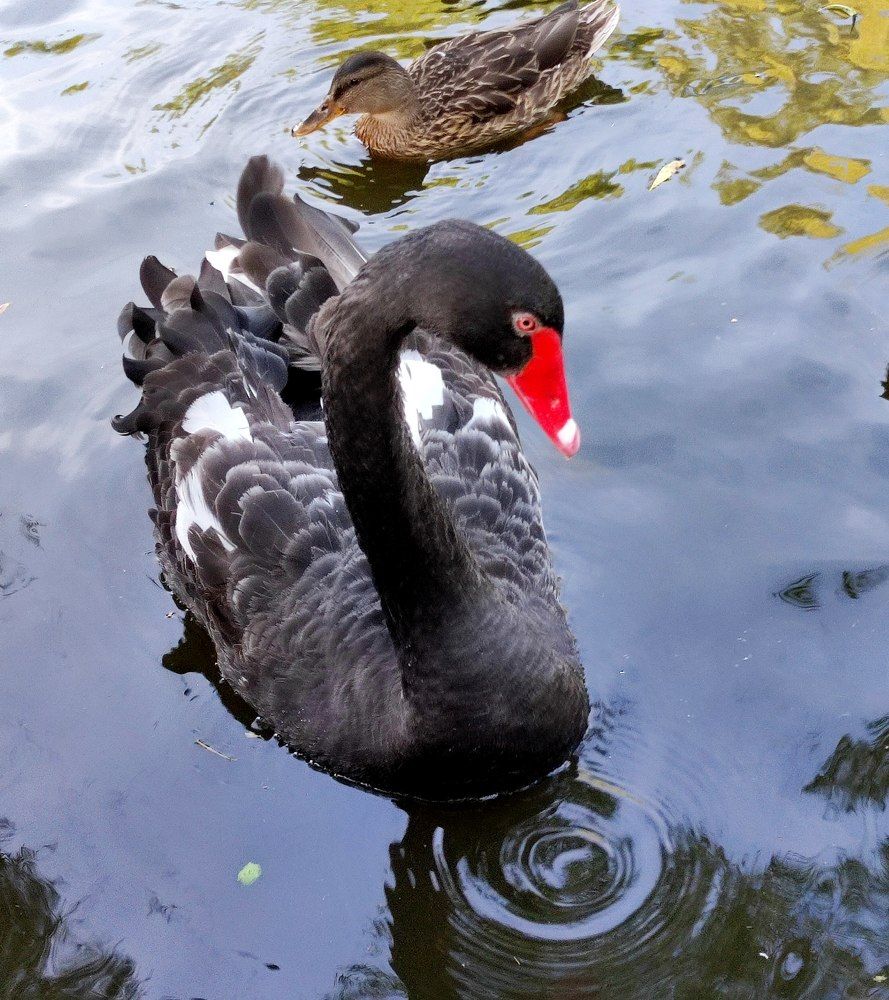 Чёрный лебедь