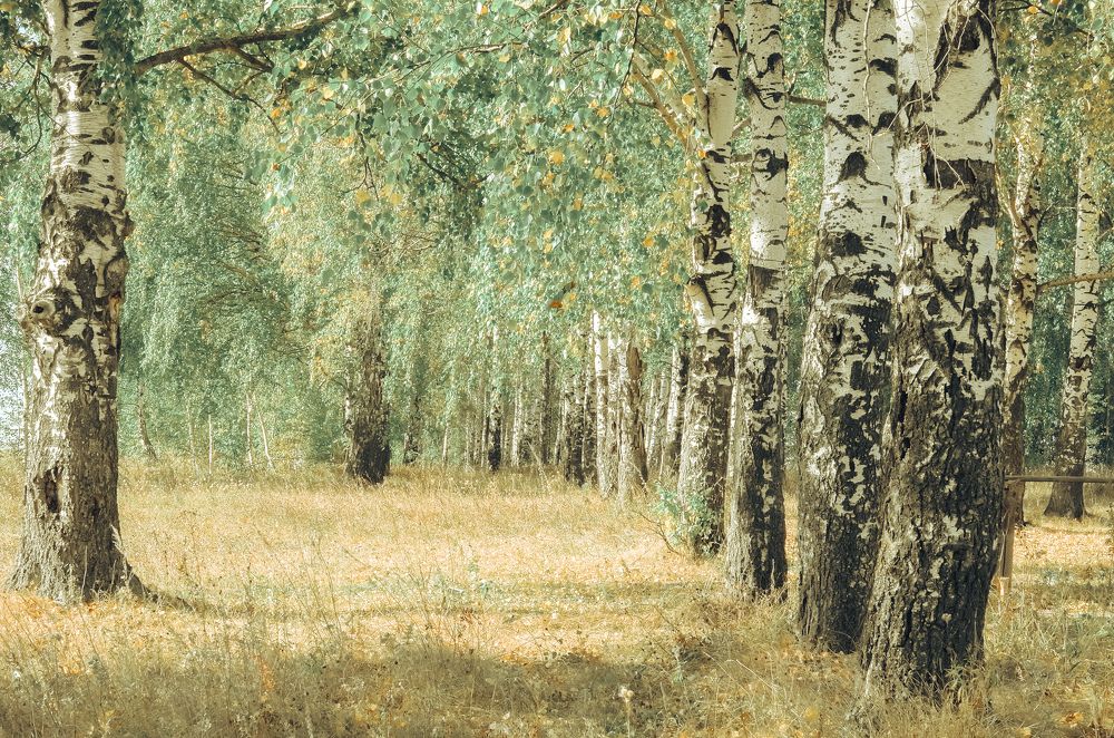 Photograph by Ольга