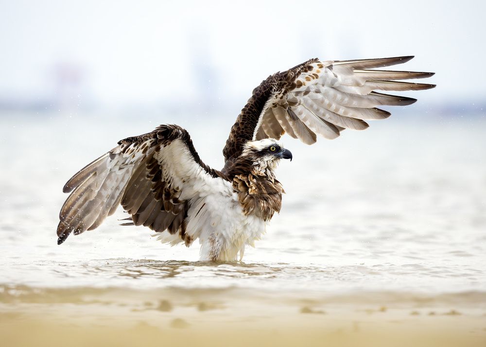 Photograph by Alexander Babych