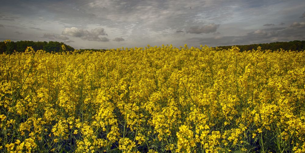 Фотография автора Александр
