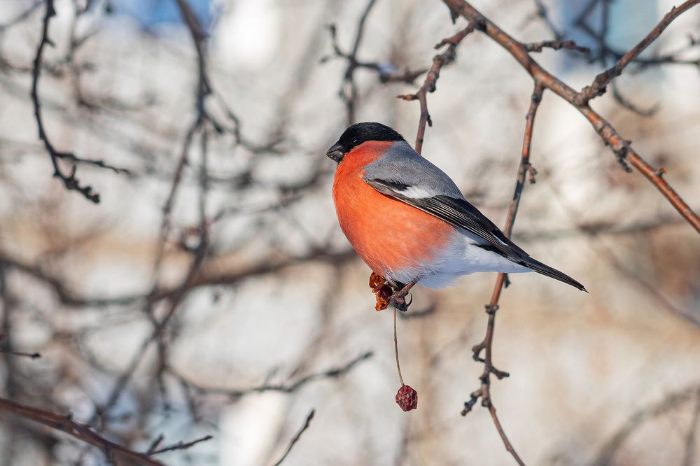 Фотография автора Бурбона Сергей