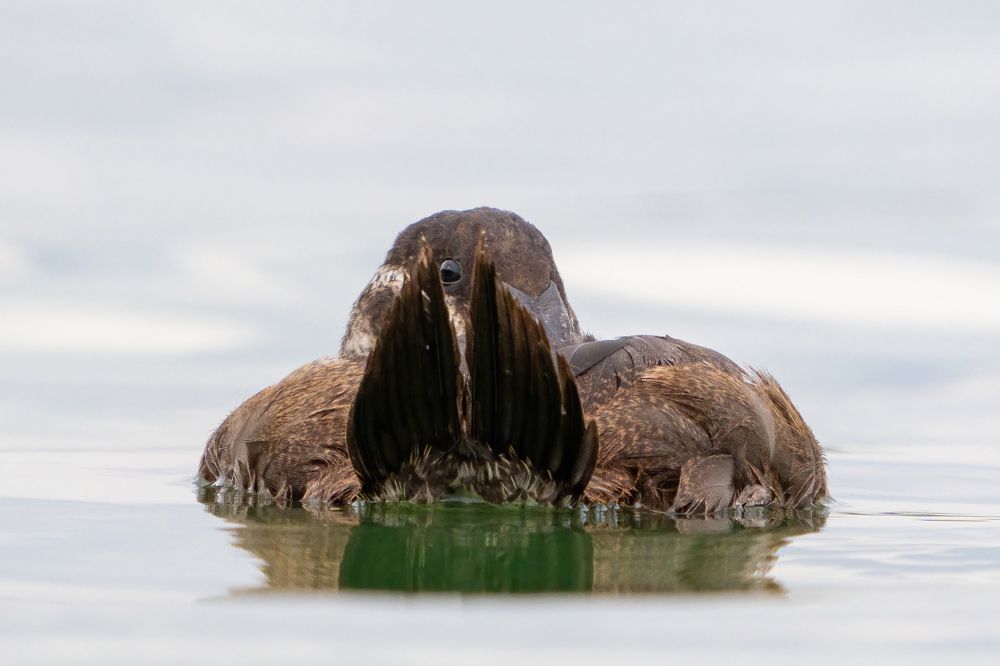 Photograph by Татьяна Жеребцова