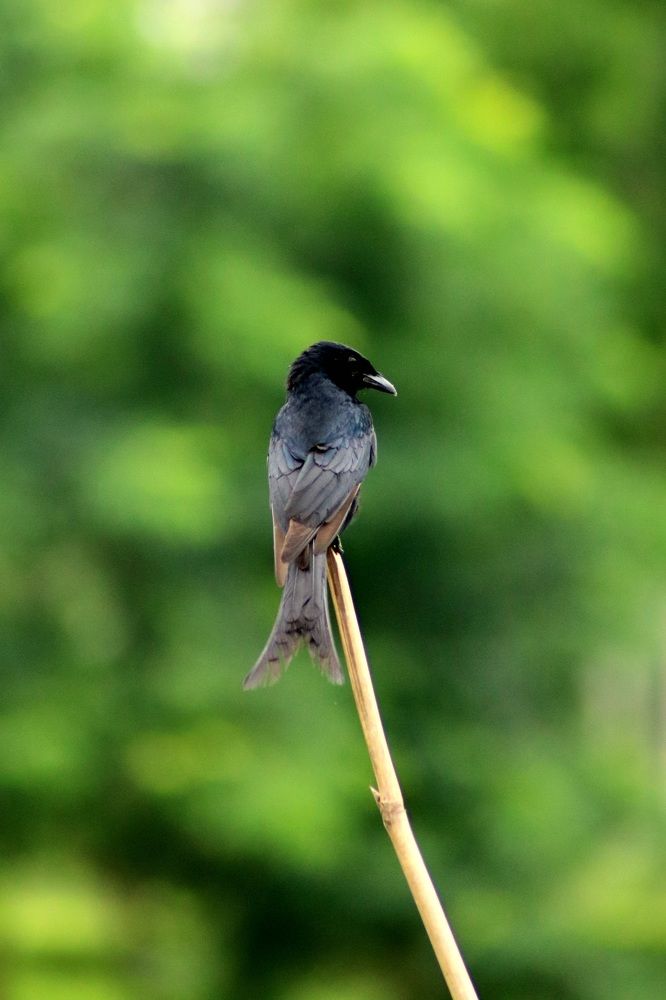 Photograph by Mostafa Shahriar