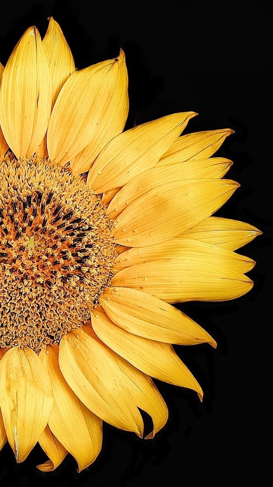 Photograph by Хоменчук Людмила