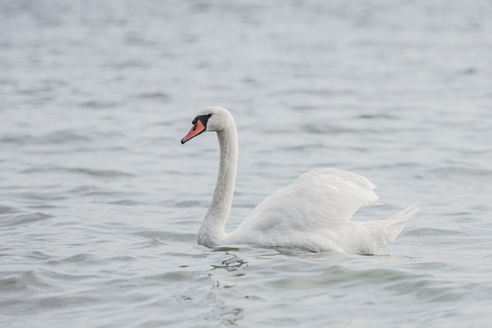 Фотография автора Ольга Тенилова