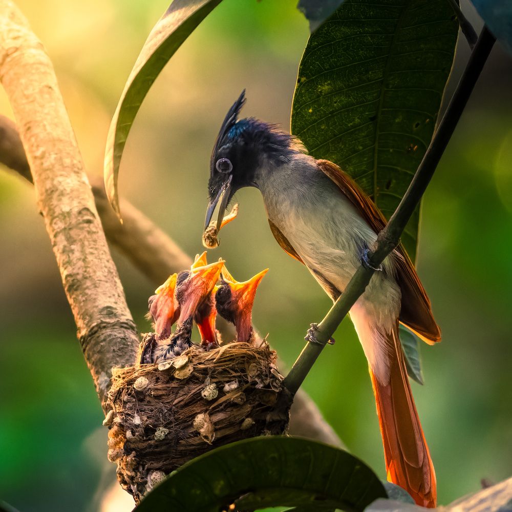 Photograph by Asfak Hossain Sweet