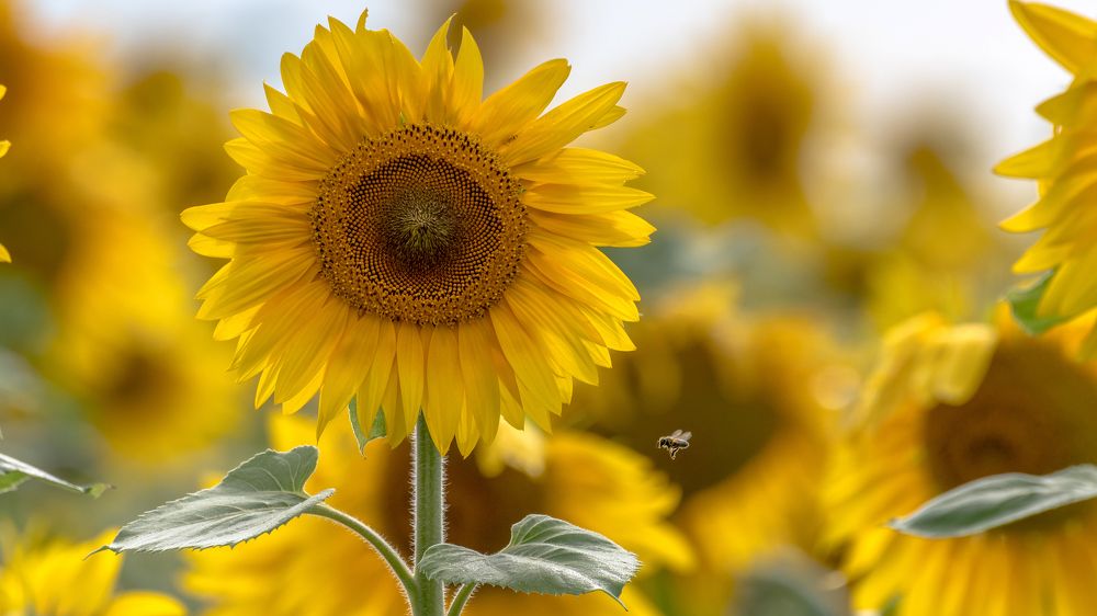 Photograph by константин