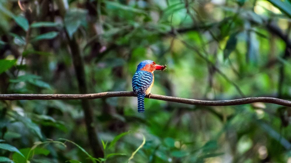 Photograph by Ahmad Malulein