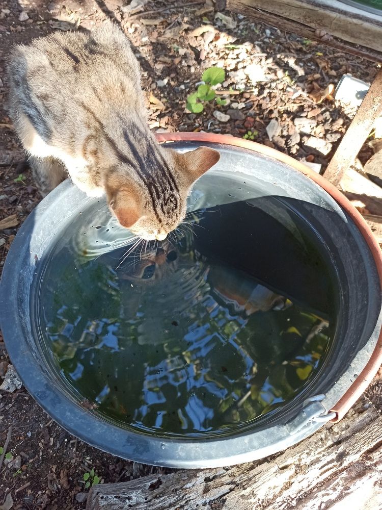 Кот. Отраженья