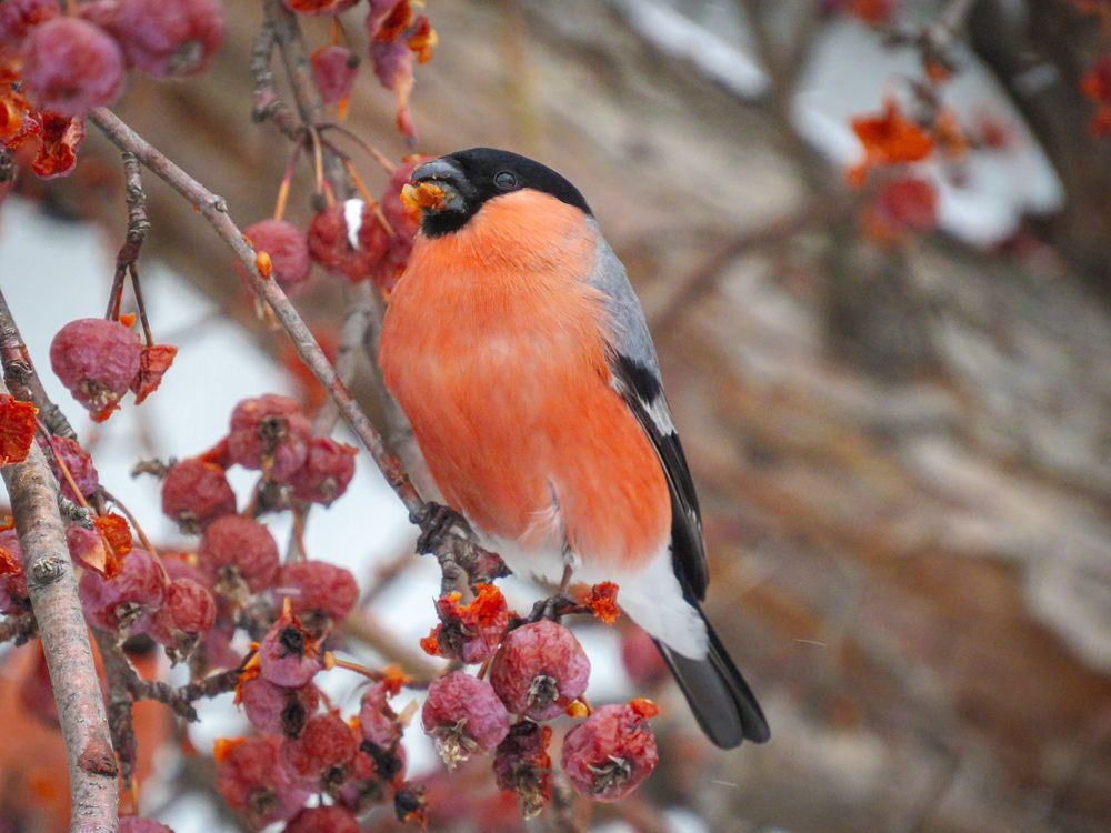 Photograph by Елена Гарипова