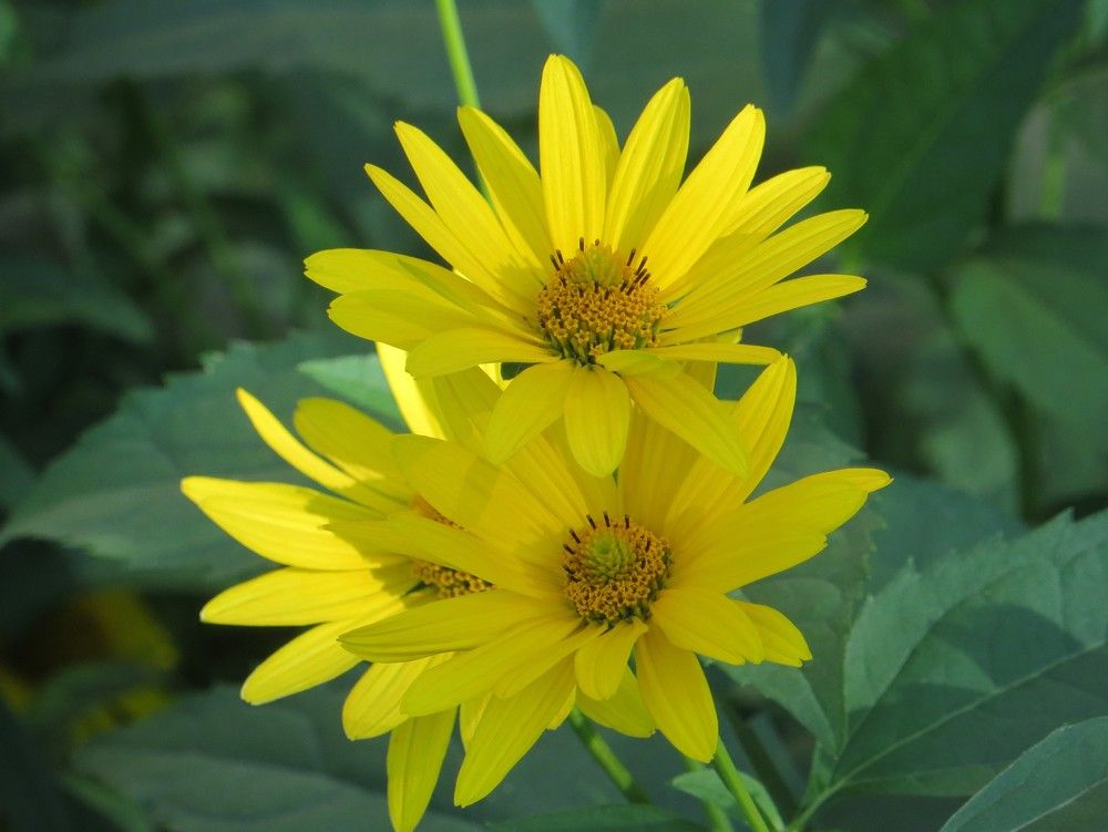 Photograph by Татьяна Поминова