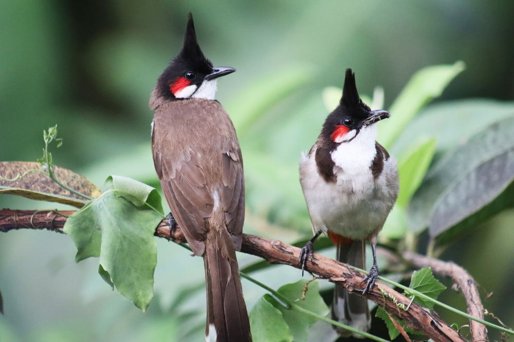 Photograph by SURAJIT SARKAR