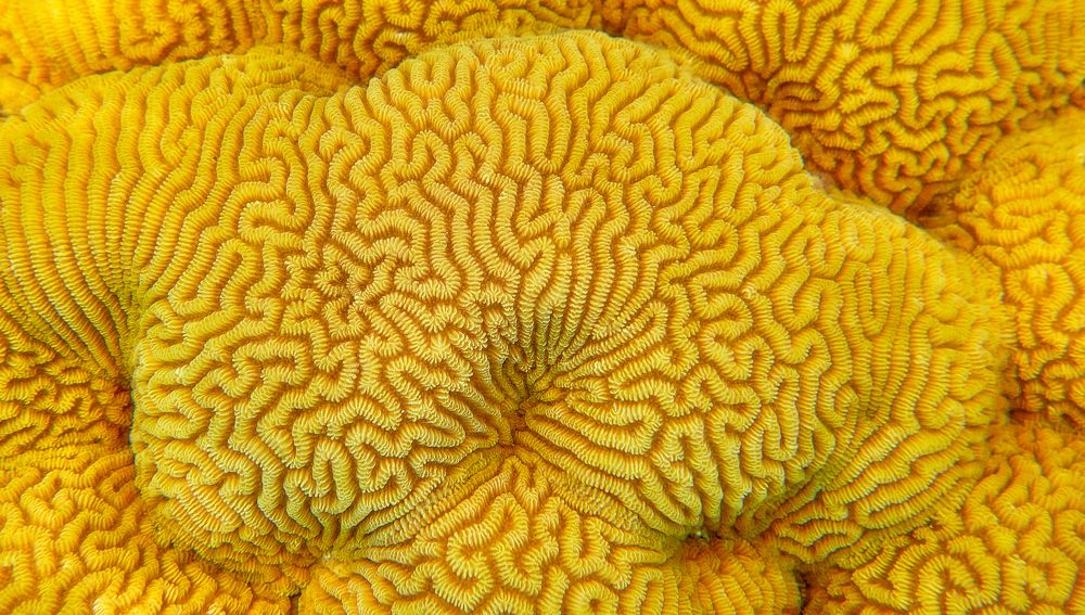 Photograph by Boris Bekelman