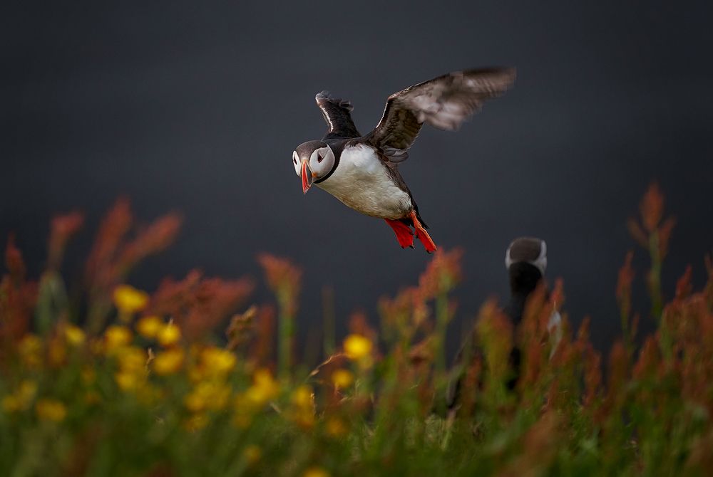 Photograph by Boris Bekelman