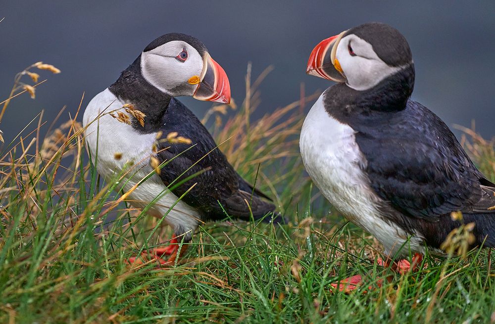 Photograph by Boris Bekelman