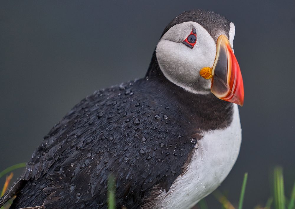 Photograph by Boris Bekelman