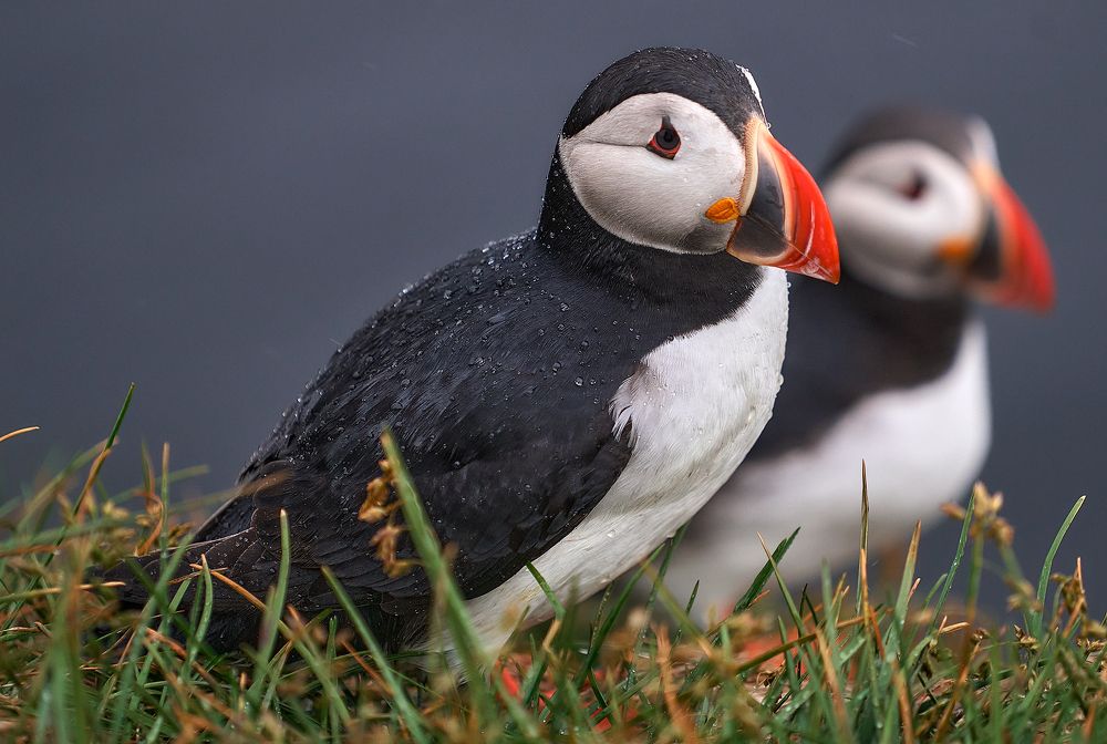 Photograph by Boris Bekelman