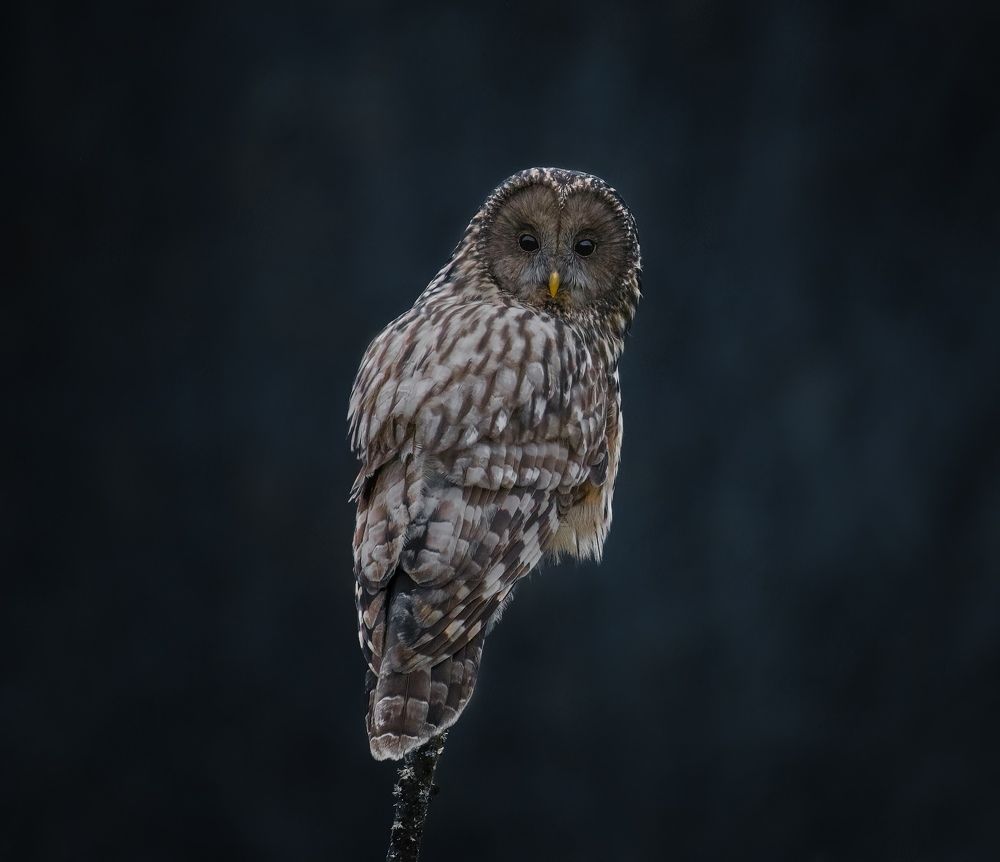 Фотография автора Sebastian Popa