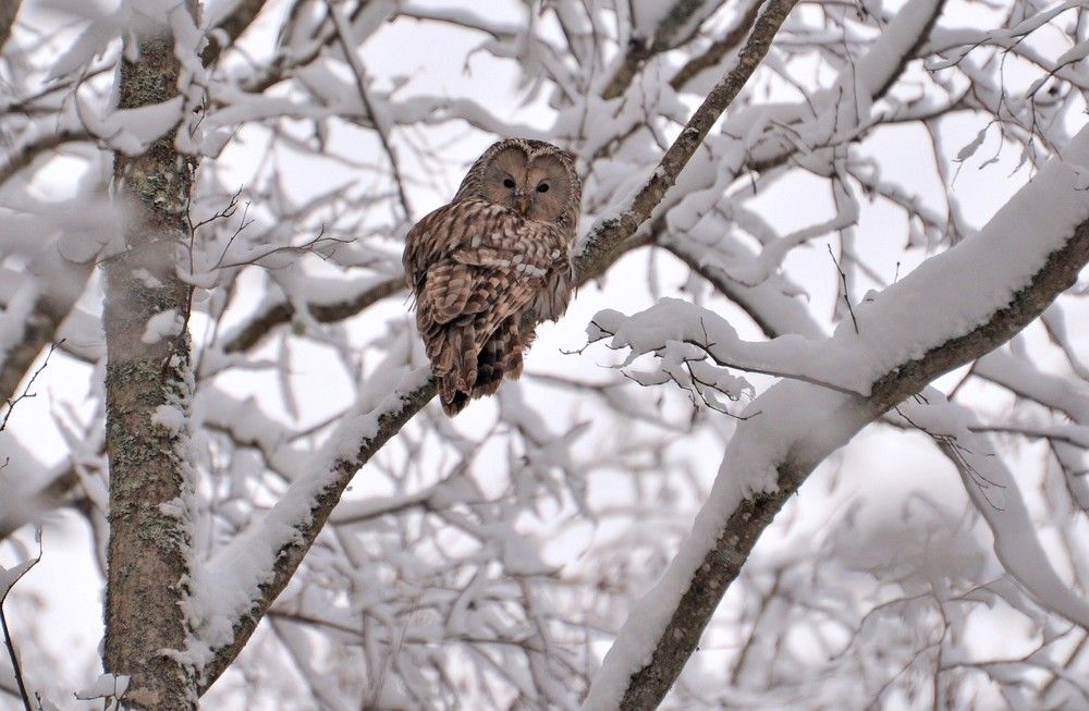 Photograph by Юрий Яковлев