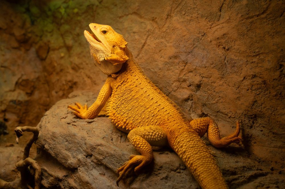 Photograph by Aleksandr Kolonsky