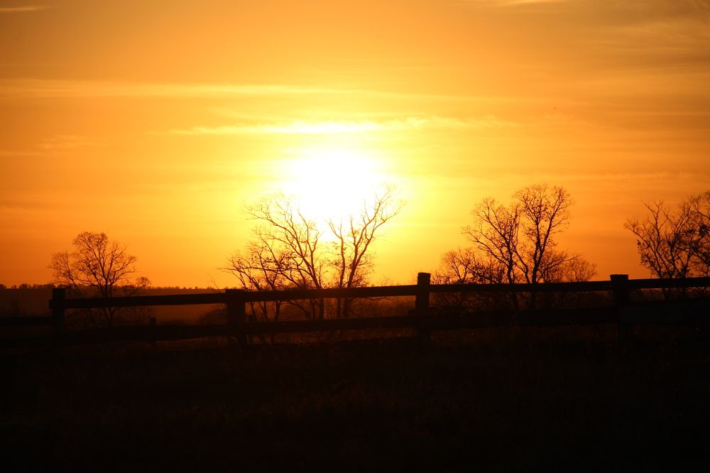 Закат в плену ветвей
