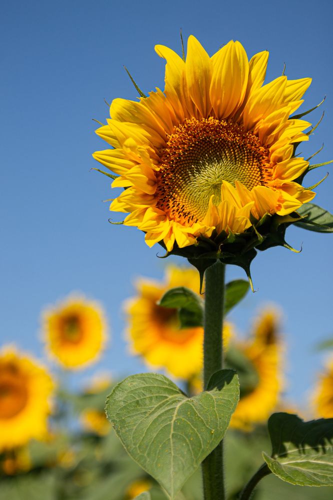 Photograph by Дарья Улюсова