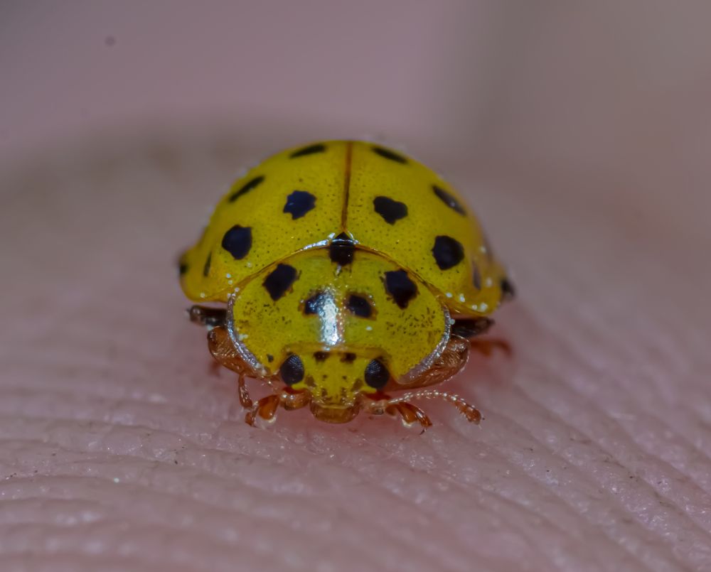 Photograph by Елена Шарапова