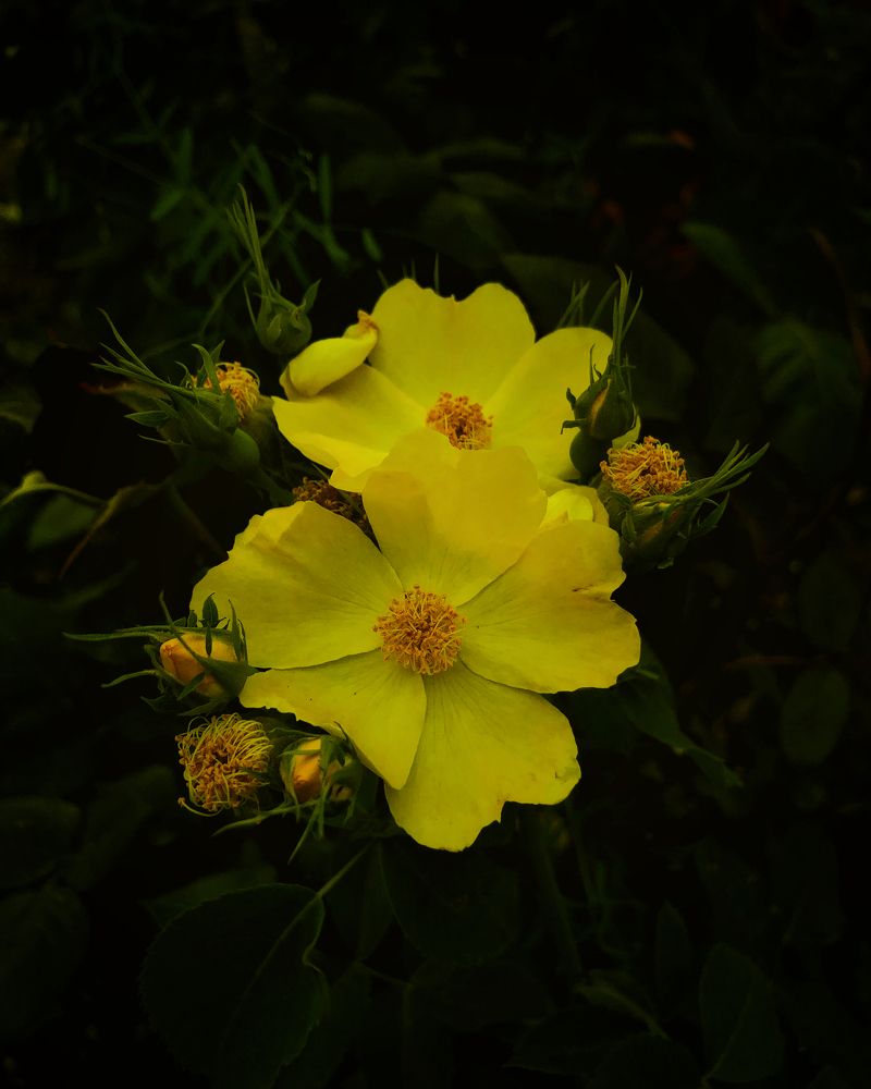 Photograph by Людмила Евстратова