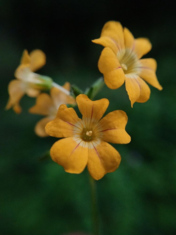 Photograph by A .Thimira dinisuru