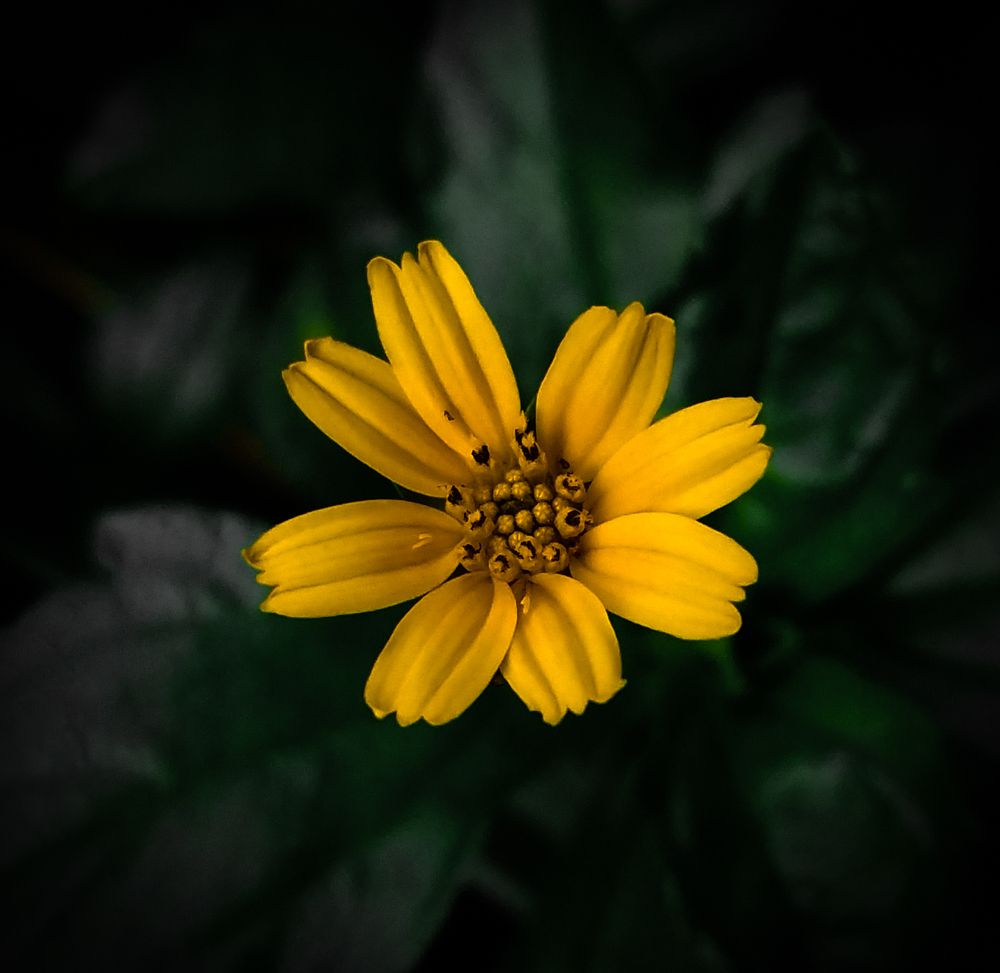 Фотография автора Umesha Madhushan