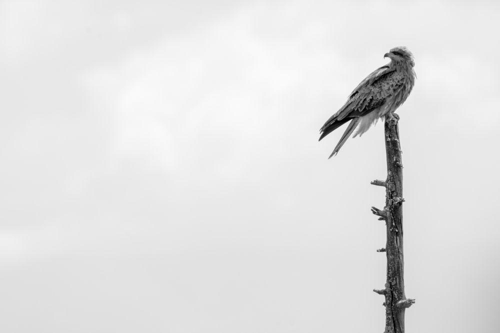 Photograph by Сергей Шерстнев