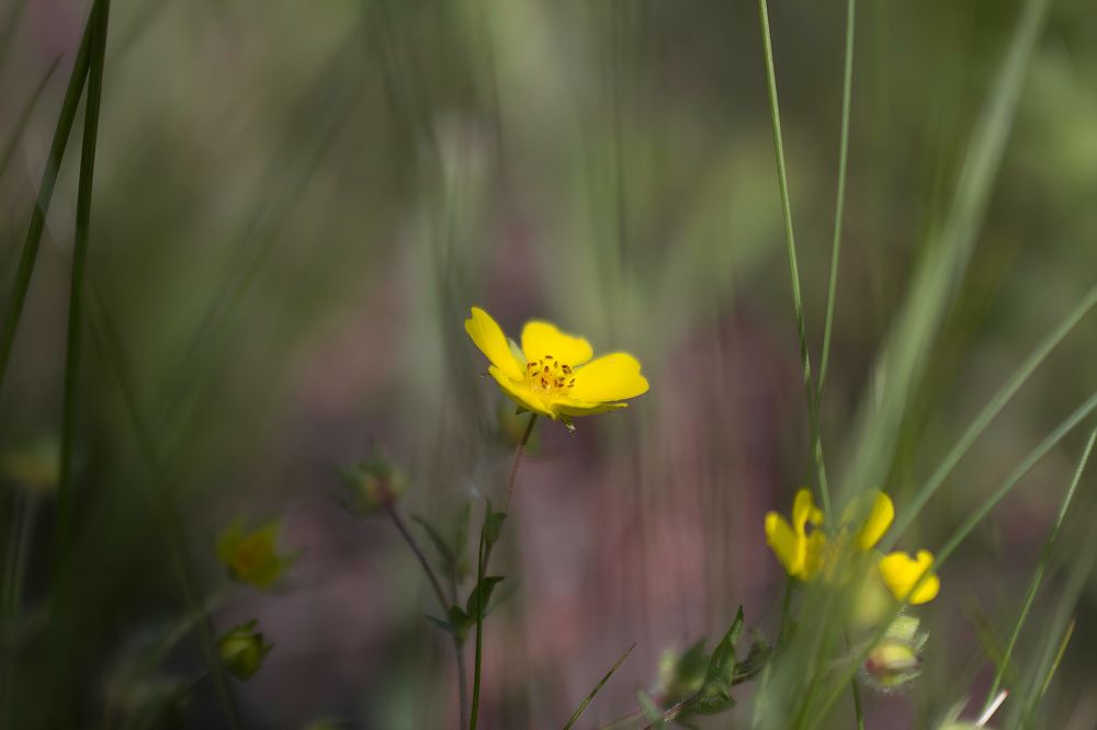 Photograph by Ирина Шибитова