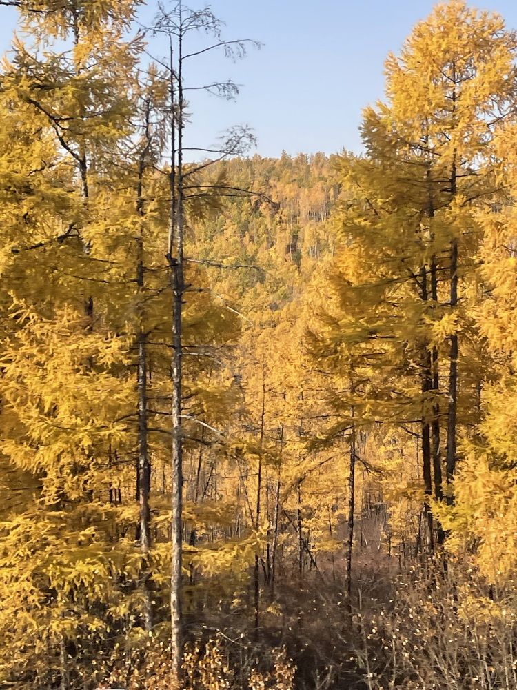 Elegant autumn/ Нарядная осень