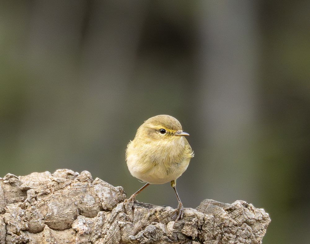 Фотография автора Herraiz Jorge